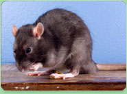 rat control Accrington